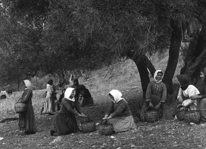 Gathering olives in Preveli, Crete