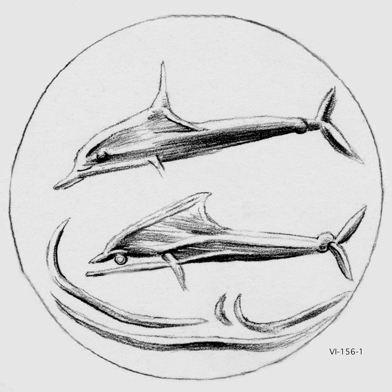 dolphins
